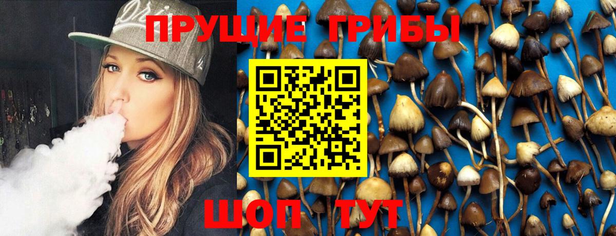 Таганрог  Псилоцибиновые грибы Cubensis  Вход с VPN 